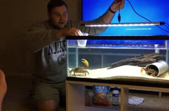 fiddler crab care guide