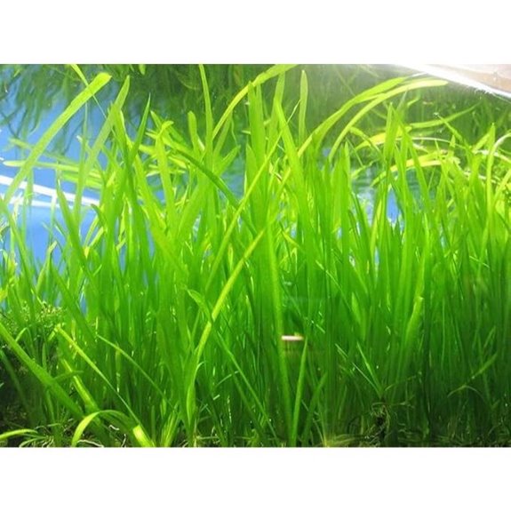 Marcus Fish Tanks Jungle Vallisneria (6 Jungle Val)