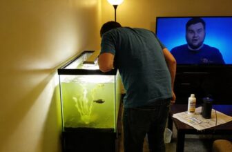 fix fish tank failures fix fish tank failures