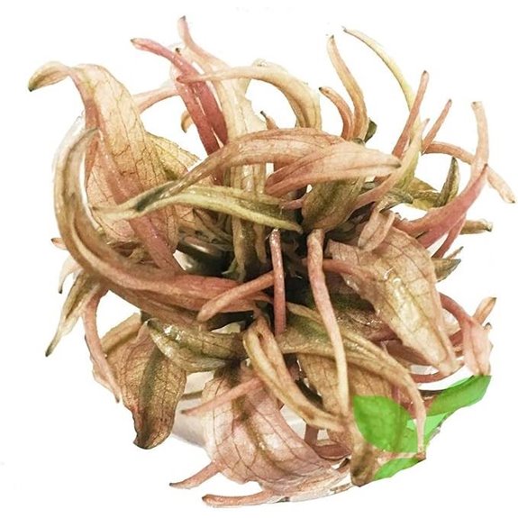 Cryptocoryne Flamingo Mini Live Aquarium Plant