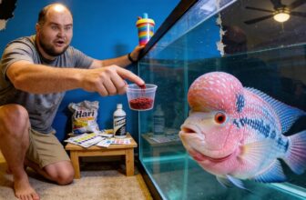 flowerhorn tank care essentials