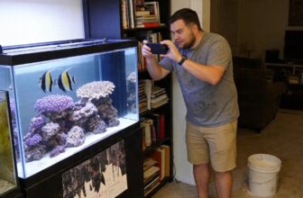french angelfish care guide
