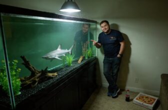 freshwater sharks tank options