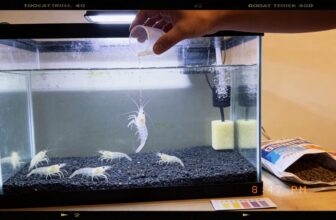 ghost shrimp care guide