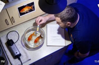 goldfish discoloration mystery solved