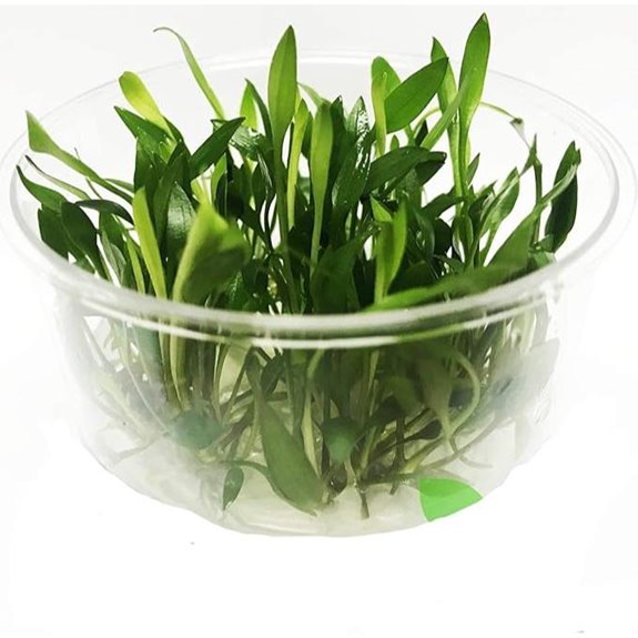Cryptocoryne Wendtii Green Gecko Aquarium Plant (BUY2GET1FREE)