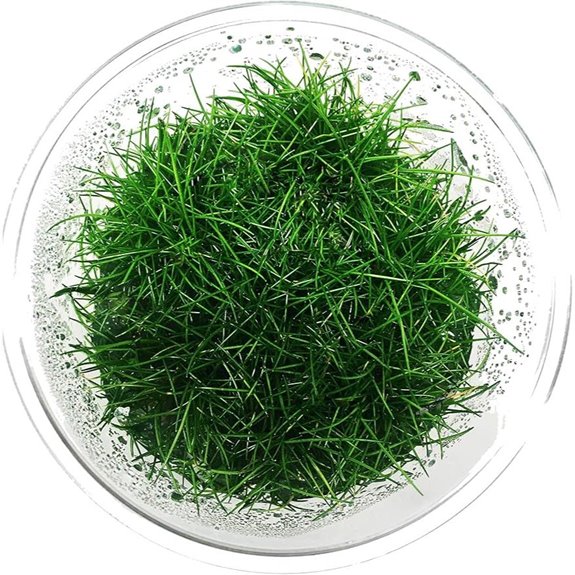Greenpro Dwarf Hairgrass Live Aquarium Plants