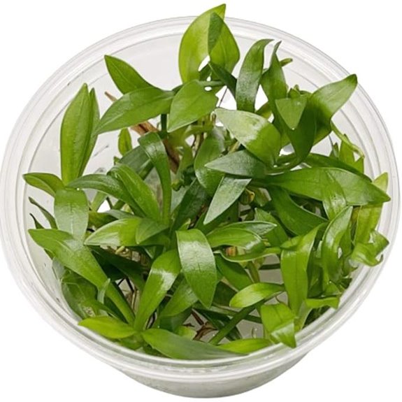 Helanthium Tenellus Tissue Culture Aquarium Plant (BUY2GET1FREE)