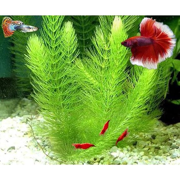 Hornwort Live Aquarium Plant 5-6 Inch (1 Bundle)