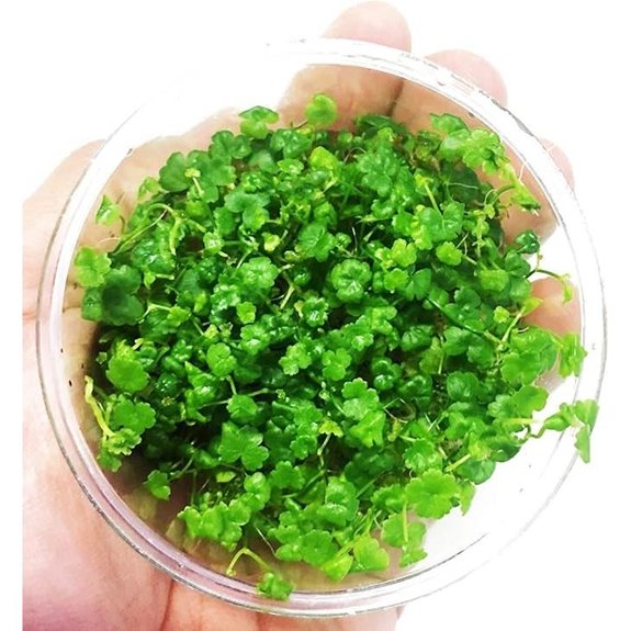 Greenpro Dwarf Pennywort Japan Tissue Culture Plant