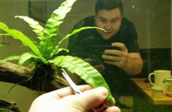 java fern care guide