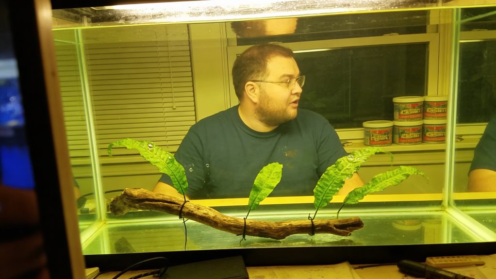 java fern low maintenance aquarium plant