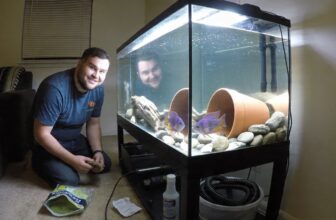 kribensis care tank requirements