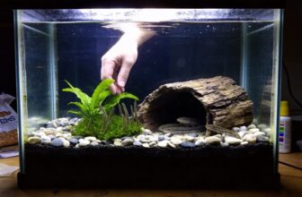 kuhli loach care guide