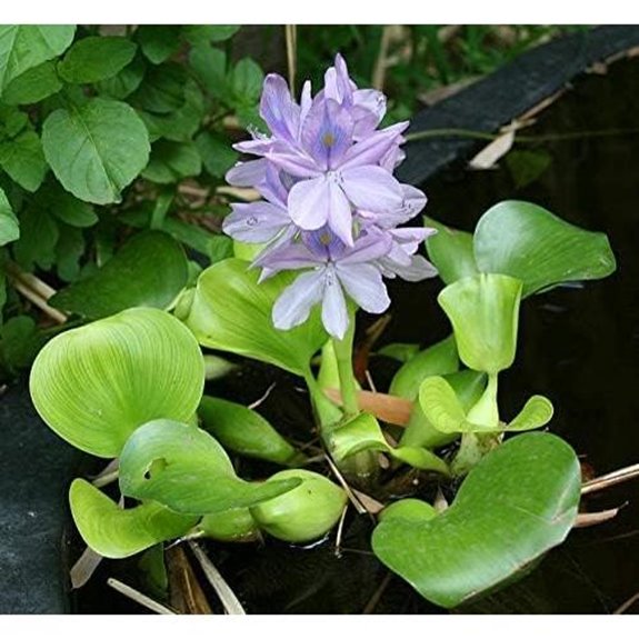 Floating Water Hyacinth Live Aquatic Plant (1-Pack)