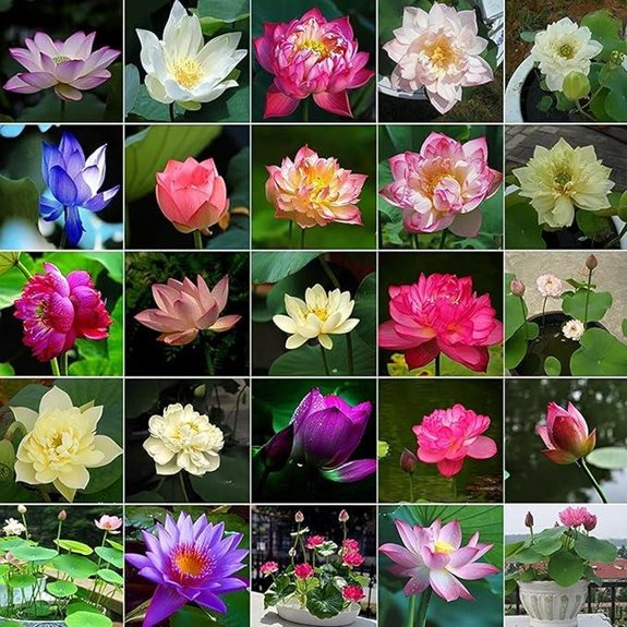 10 Pack Bowl Lotus Seeds for Planting