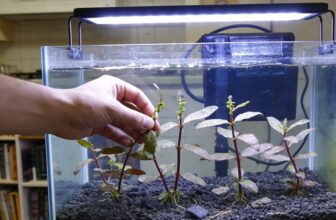 ludwigia repens aquarium thriving