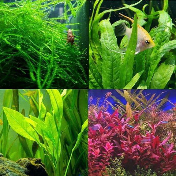 Mainam 4 Freshwater Live Aquarium Plants (Buy 2 Get 1 Free)
