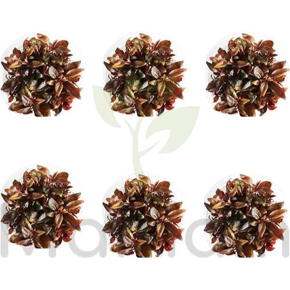 Mainam Alternanthera Reineckii Mini Red Aquarium Plant