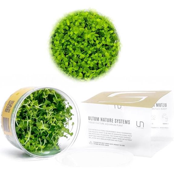 Ultum Nature Systems Micranthemum Monte Carlo Aquarium Plant