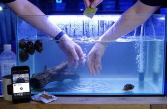 nerite snail care guide