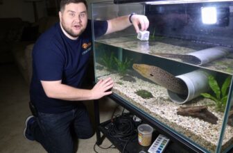 peacock eel care essentials