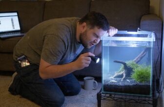planarian infestation aquarium removal