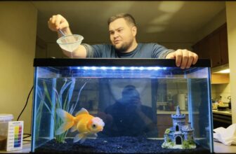 popeye disease fish