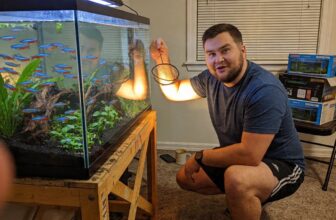 popular rasbora species overview