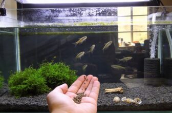 pygmy cory tank care