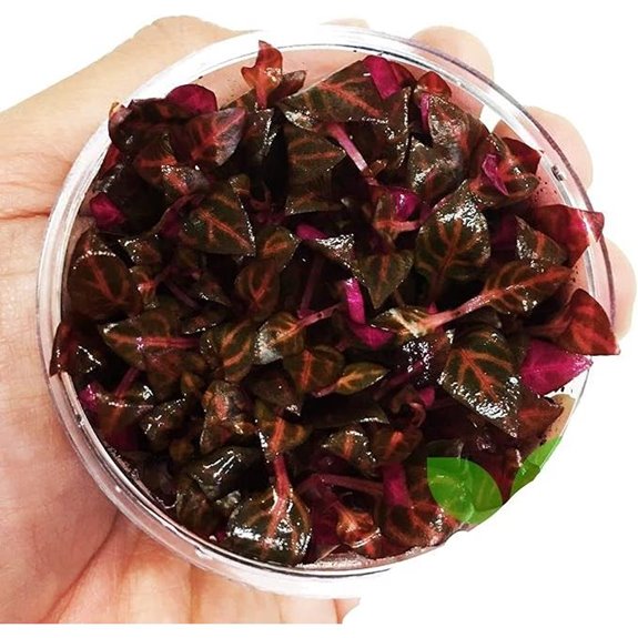 Alternanthera Reineckii Red Aquarium Plant (BUY2GET1FREE)