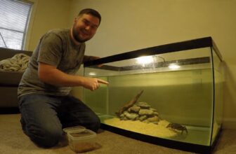 red claw crab care