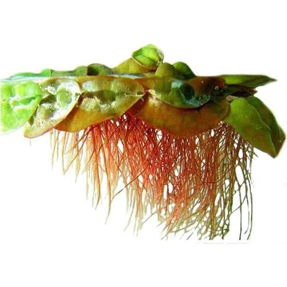 Red Root Floaters Floating Aquarium Plants (4oz Cup)
