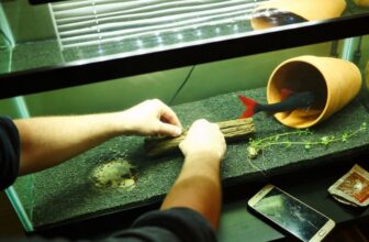 red tail shark care essentials