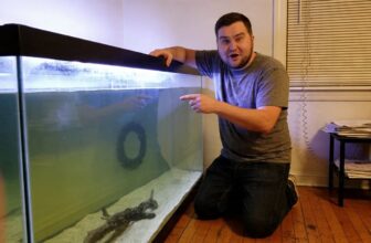 sharks reveal hidden aquarium insights