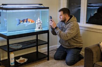 shubunkin goldfish care guide