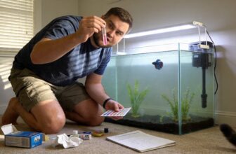 simplify aquarium nitrogen cycle simplify aquarium nitrogen cycle