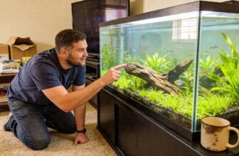 snail eating aquarium fish