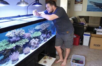 soft and stony corals guide