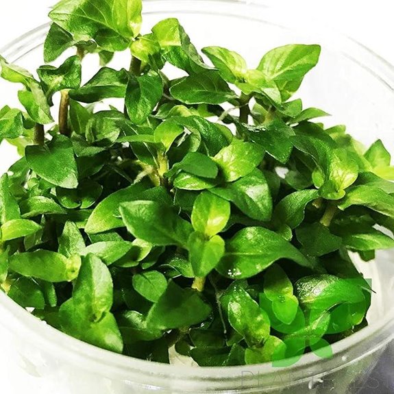 Staurogyne Repens Live Aquarium Plants Decoration