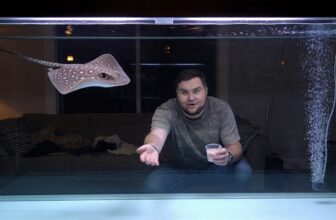 stingray diet and care
