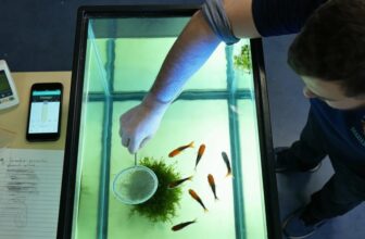 swordtail care and breeding
