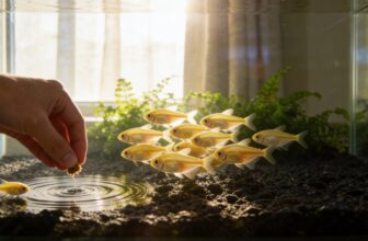 tetra fish care guide