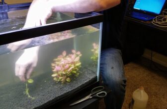 thriving rotala indica aquarium