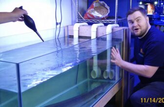 tiger shovelnose catfish care