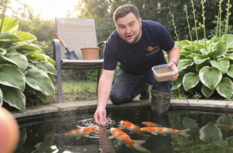 top pond fish selections