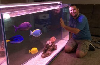 top ten popular surgeonfish