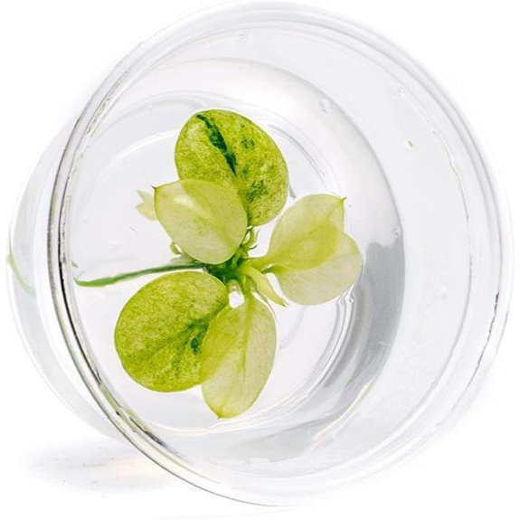Ultum Nature Systems Anubias Nana Snow White Tissue Culture