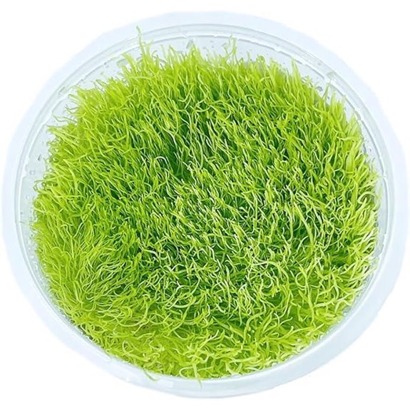 Utricularia Graminifolia Tissue Culture Aquarium Plant