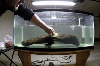 vampire pleco care guide